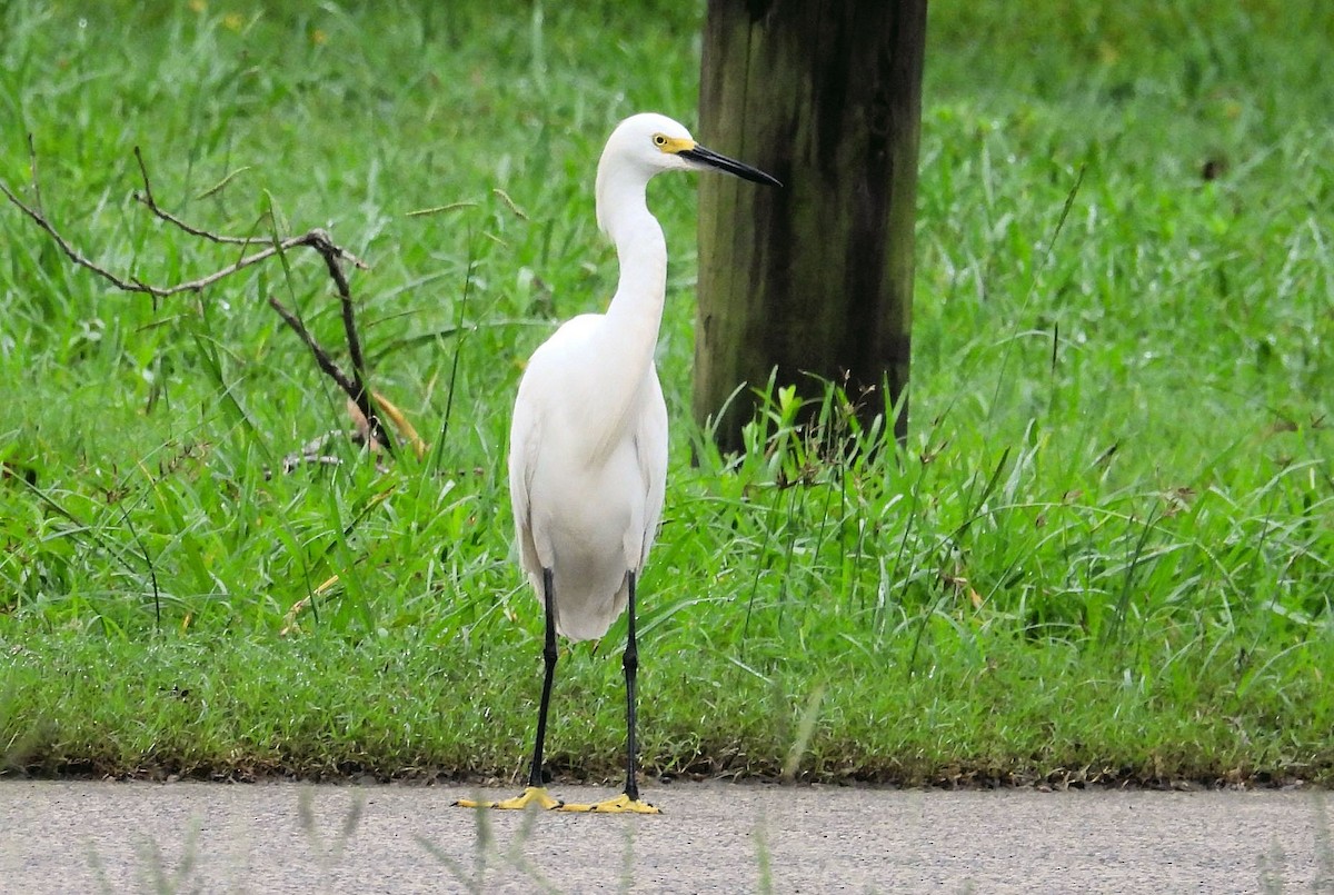 Snowy Egret - ML622301743