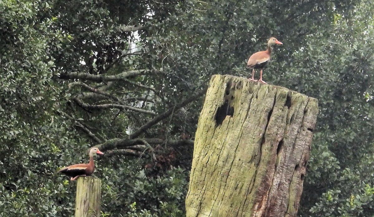 Black-bellied Whistling-Duck - ML622301762