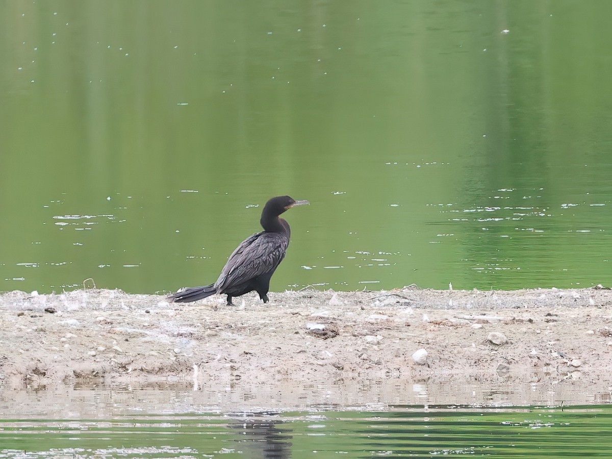 Neotropic Cormorant - ML622301768