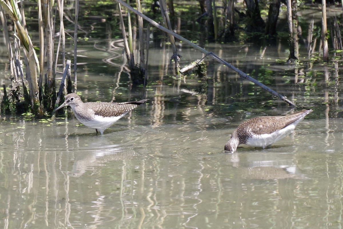 Solitary Sandpiper - ML622301801