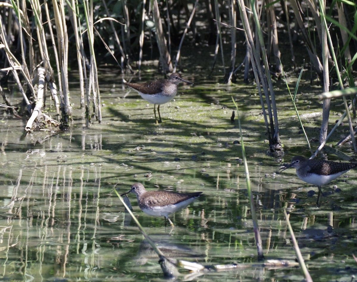 Solitary Sandpiper - ML622301811
