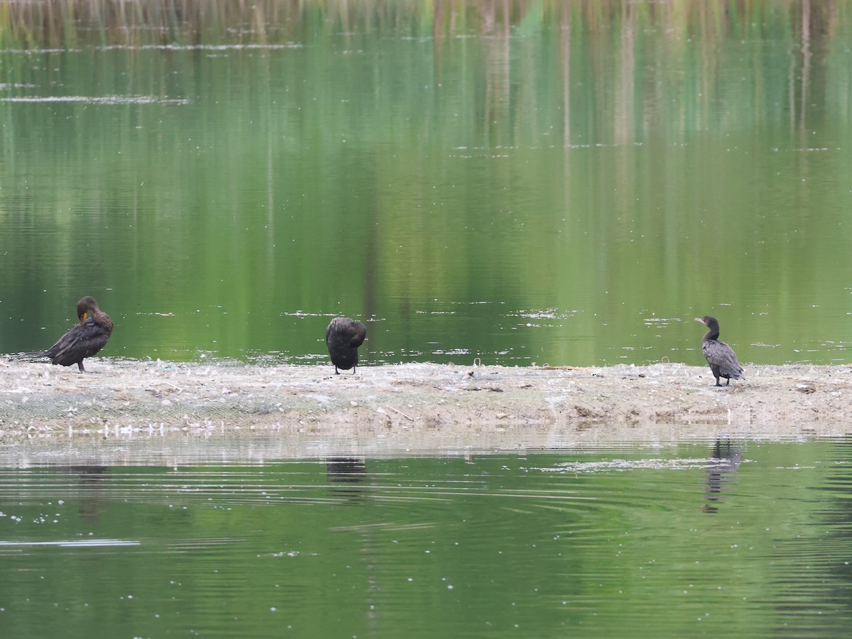 Neotropic Cormorant - ML622301837