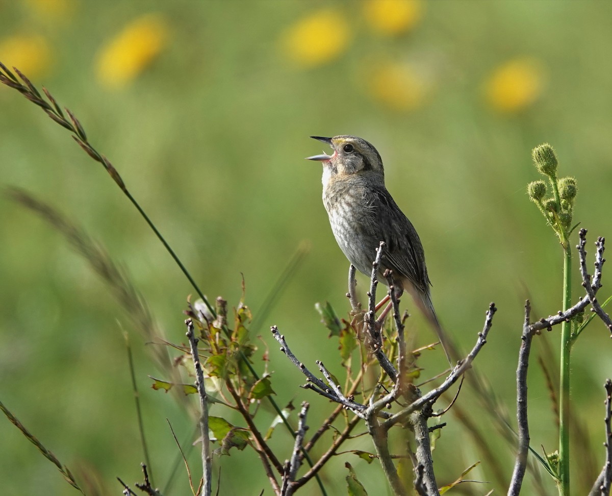 Nelson's Sparrow - ML622301879