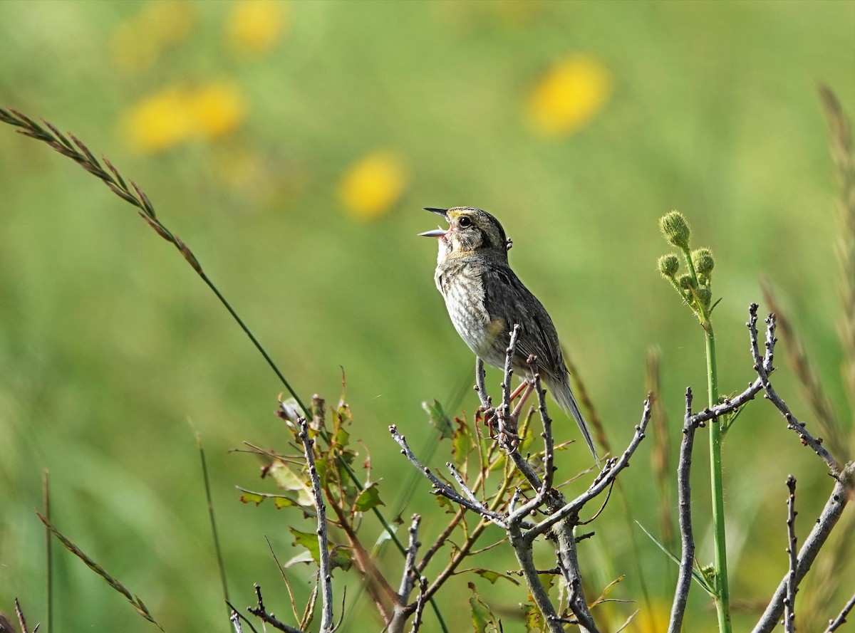Nelson's Sparrow - ML622301880