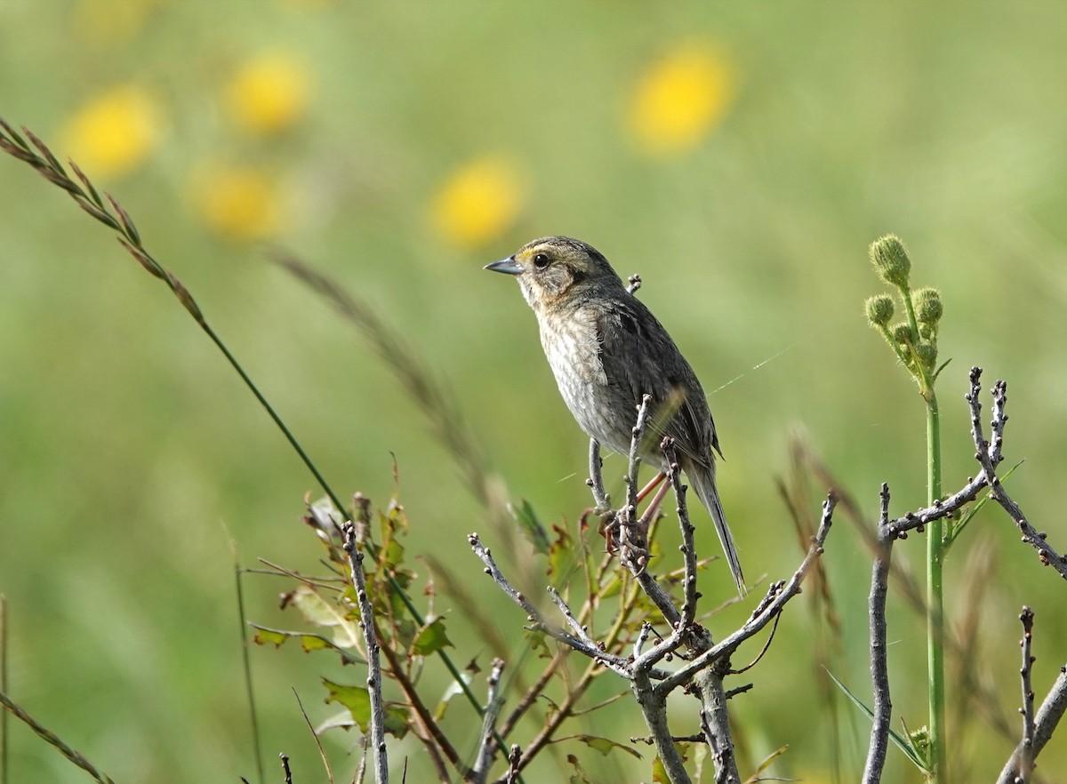 Nelson's Sparrow - ML622301881