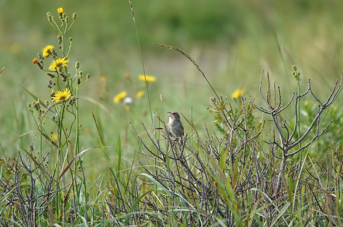 Nelson's Sparrow - ML622301884