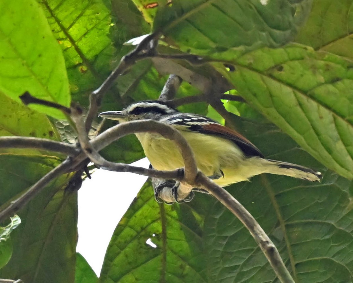 Rusty-winged Antwren - ML622301885