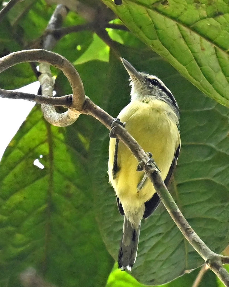 Rusty-winged Antwren - ML622301976