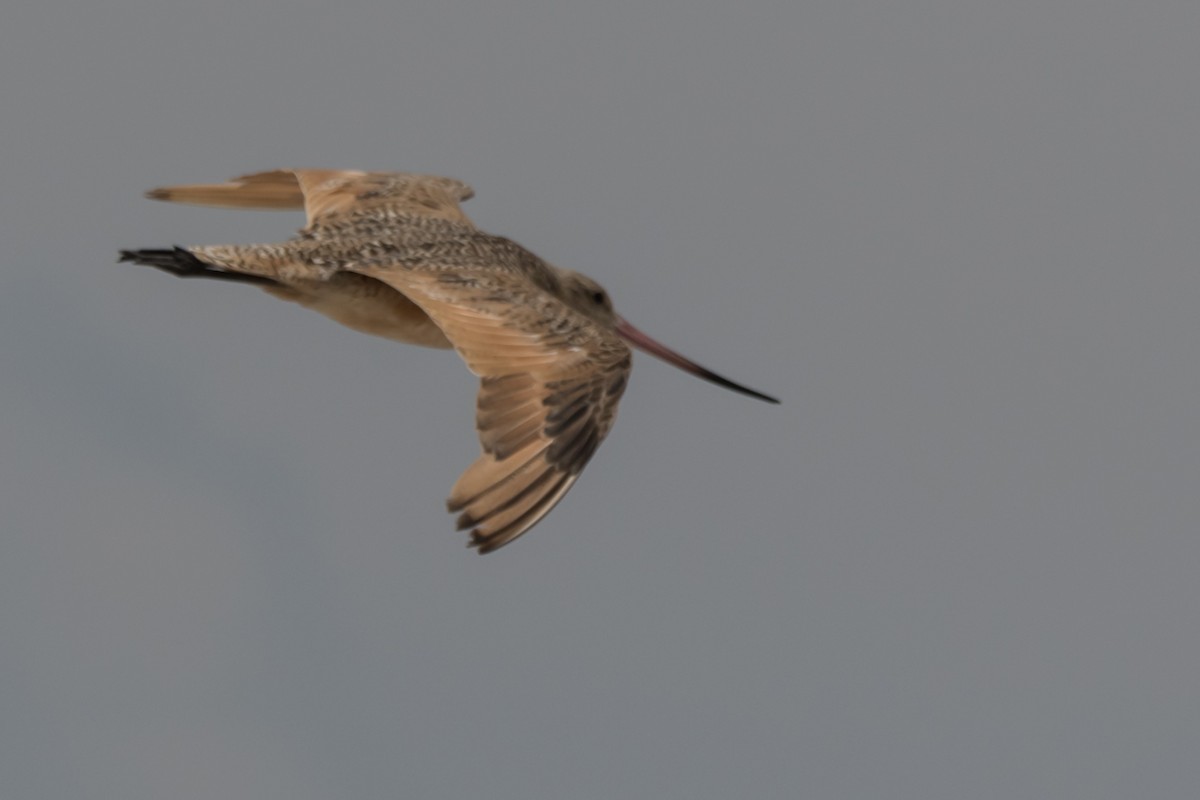 Marbled Godwit - ML622302021