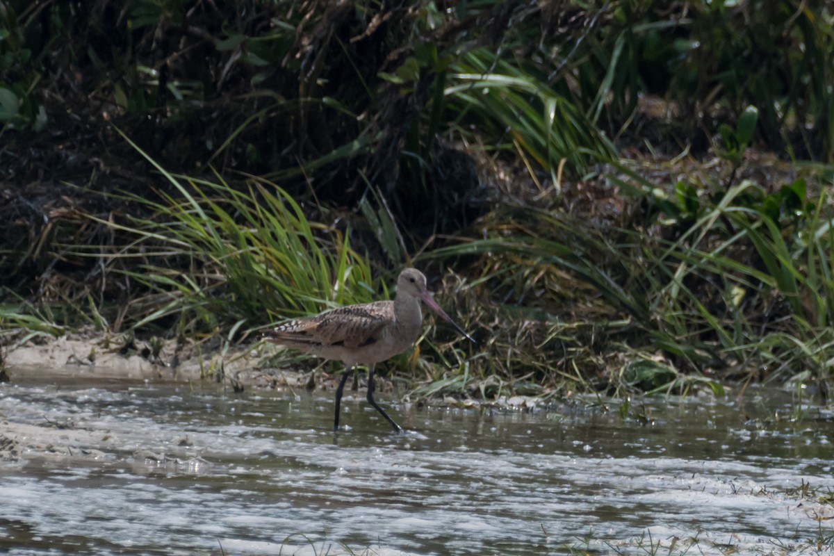 Marbled Godwit - ML622302022