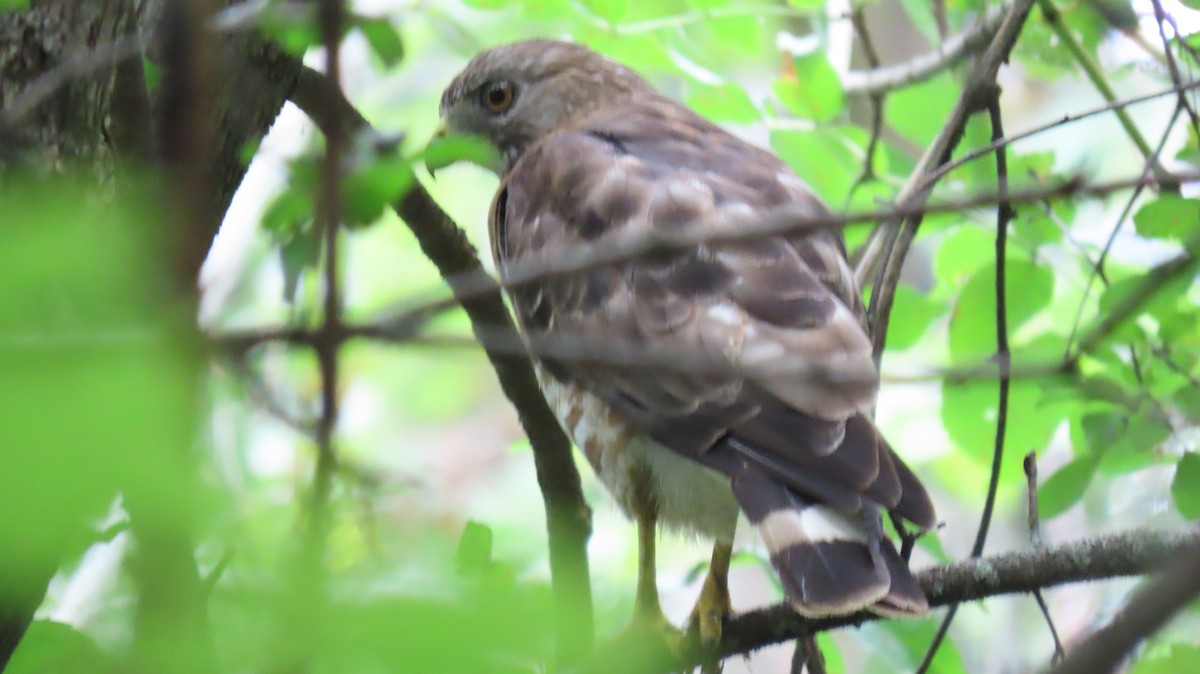 Broad-winged Hawk - ML622302047