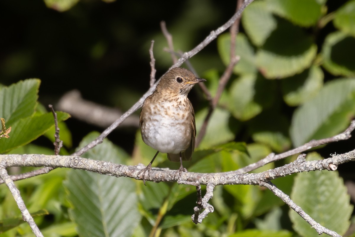 Swainson's Thrush - ML622302058