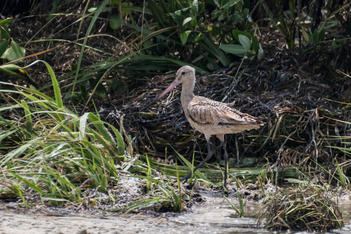 Marbled Godwit - ML622302106