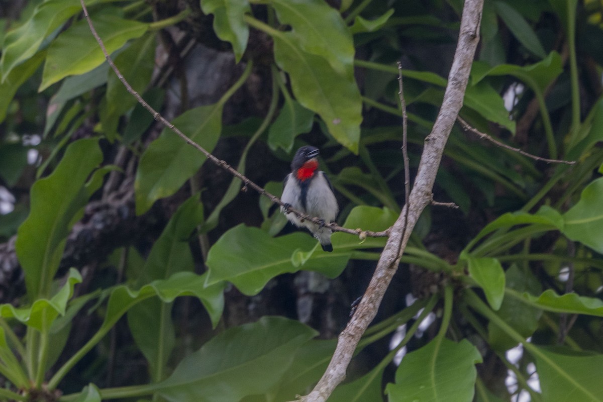 Red-chested Flowerpecker - ML622302202