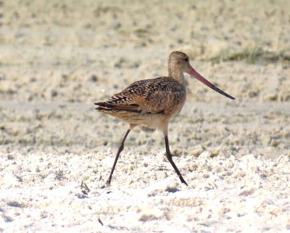 Marbled Godwit - ML622302225