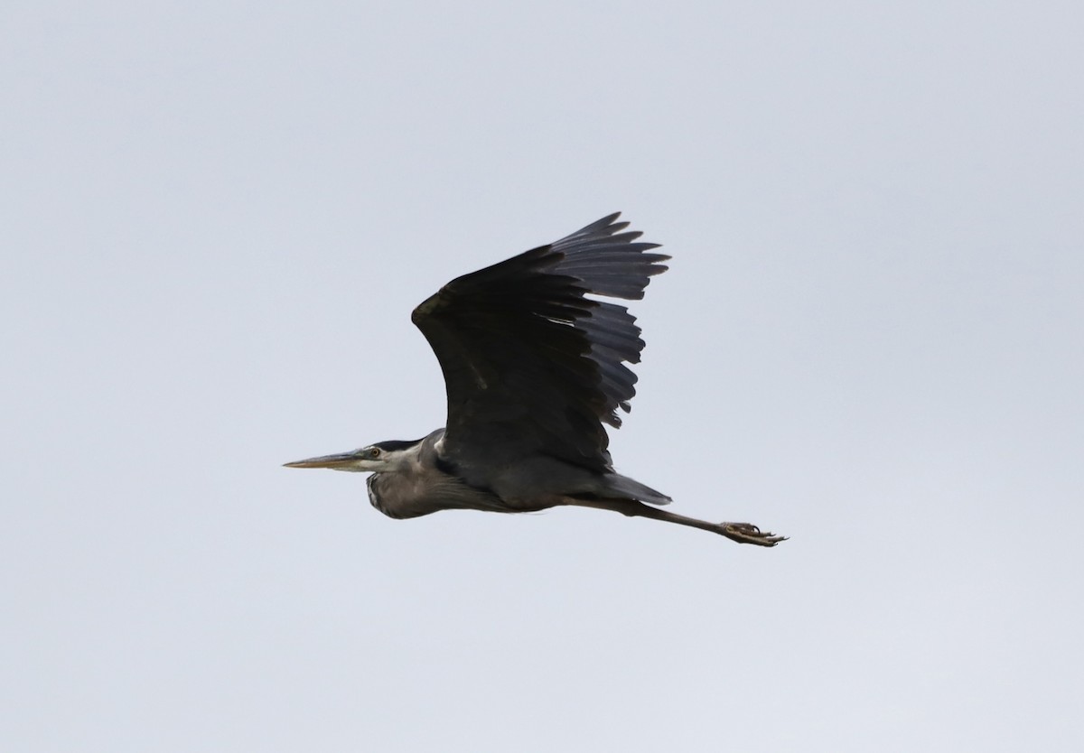 Great Blue Heron - ML622302245