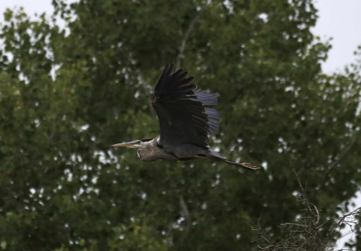 Great Blue Heron - ML622302247