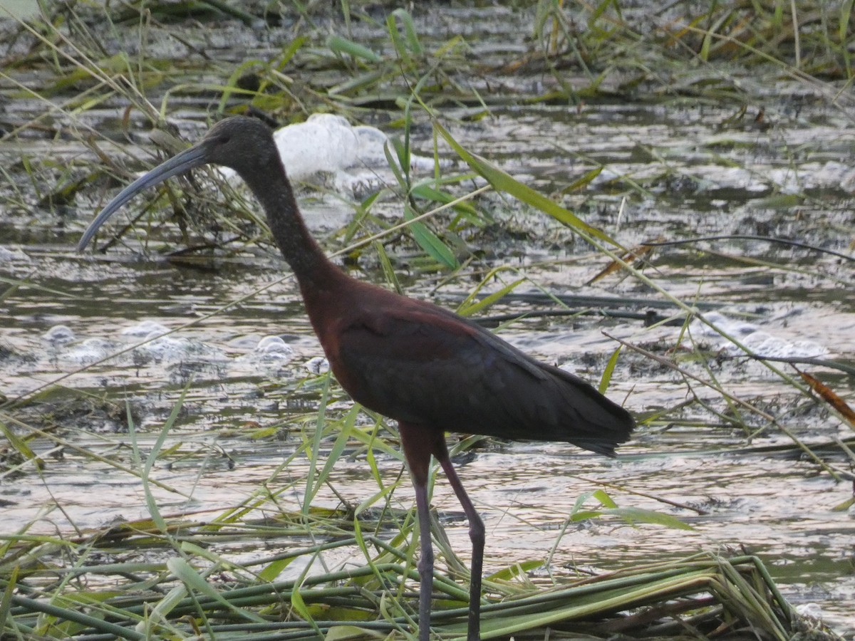 ibis americký - ML622302252