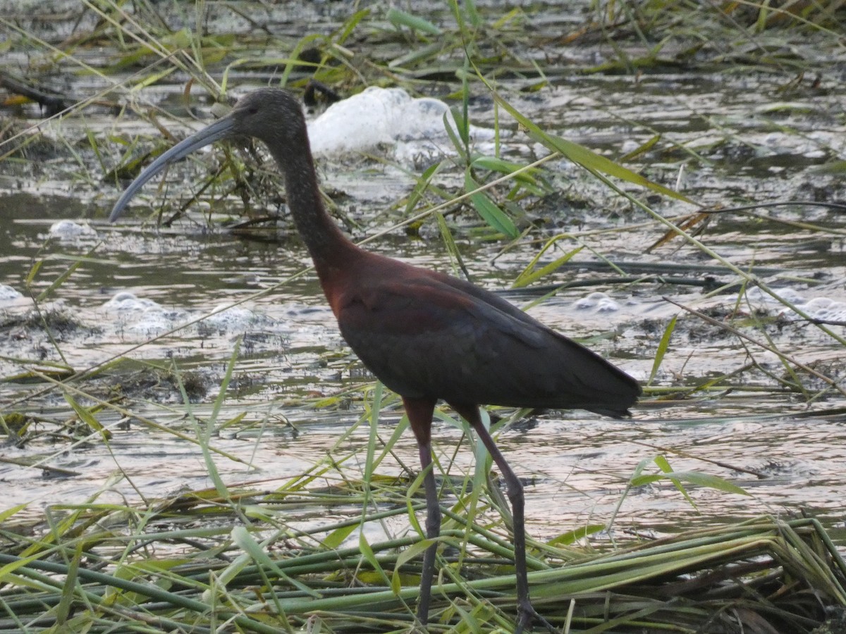 ibis americký - ML622302253