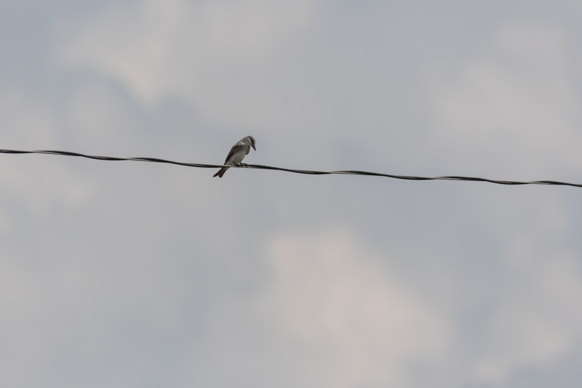 Gray Kingbird - ML622302386