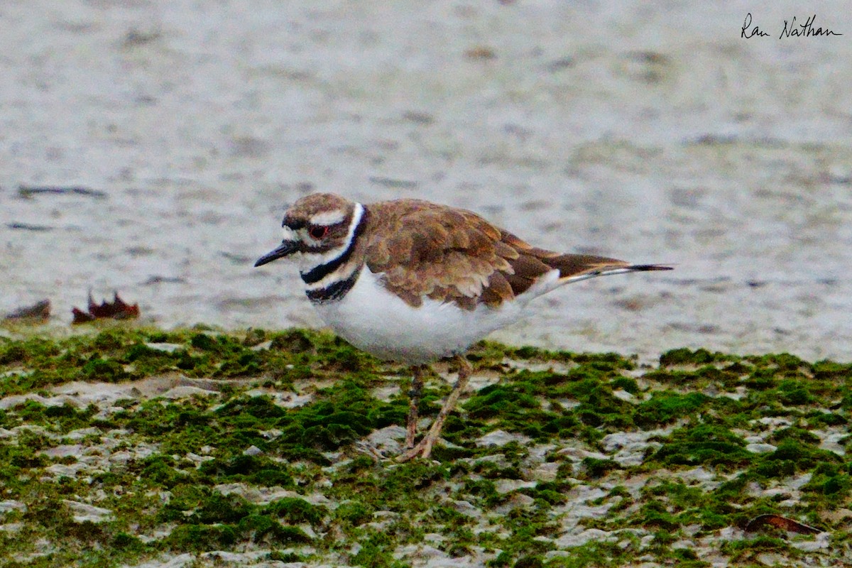 Killdeer - ML622302406