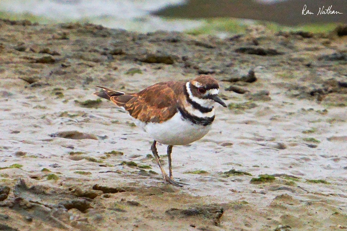 Killdeer - ML622302407