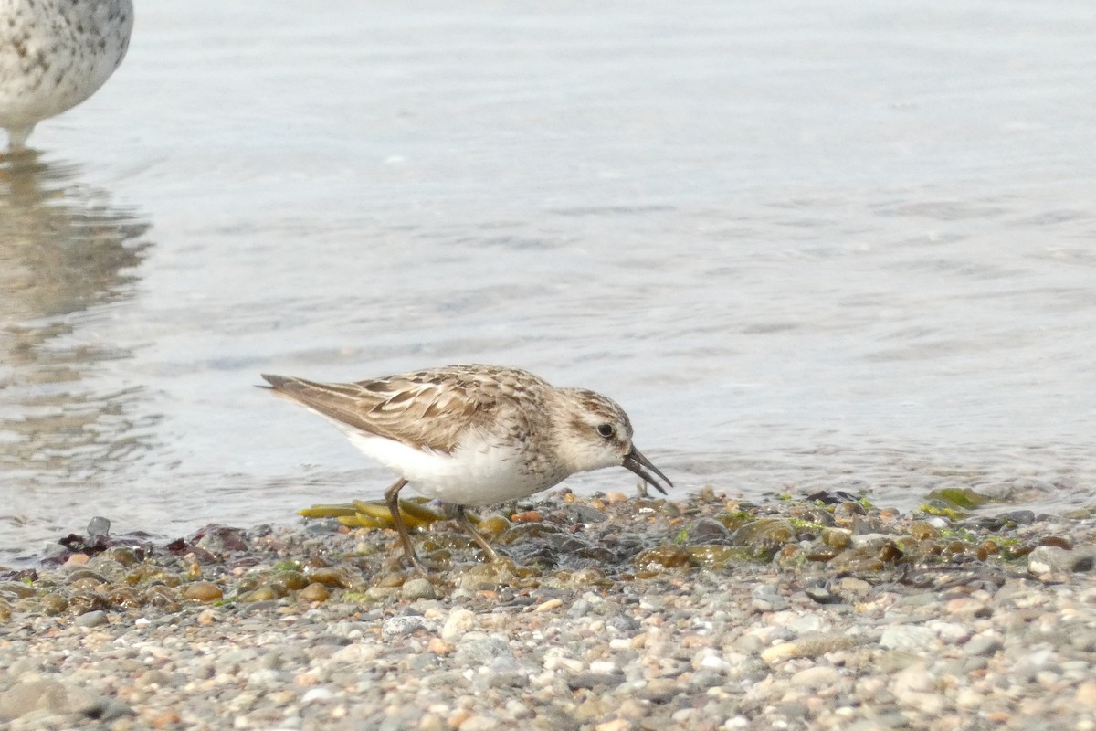 Least Sandpiper - ML622302459
