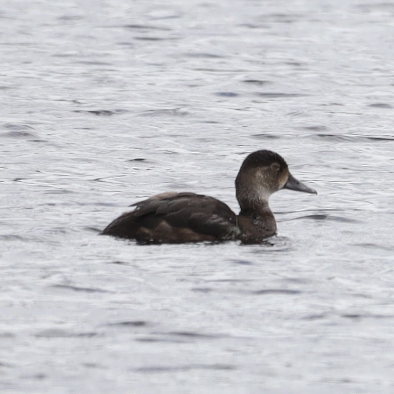 Ring-necked Duck - ML622302463