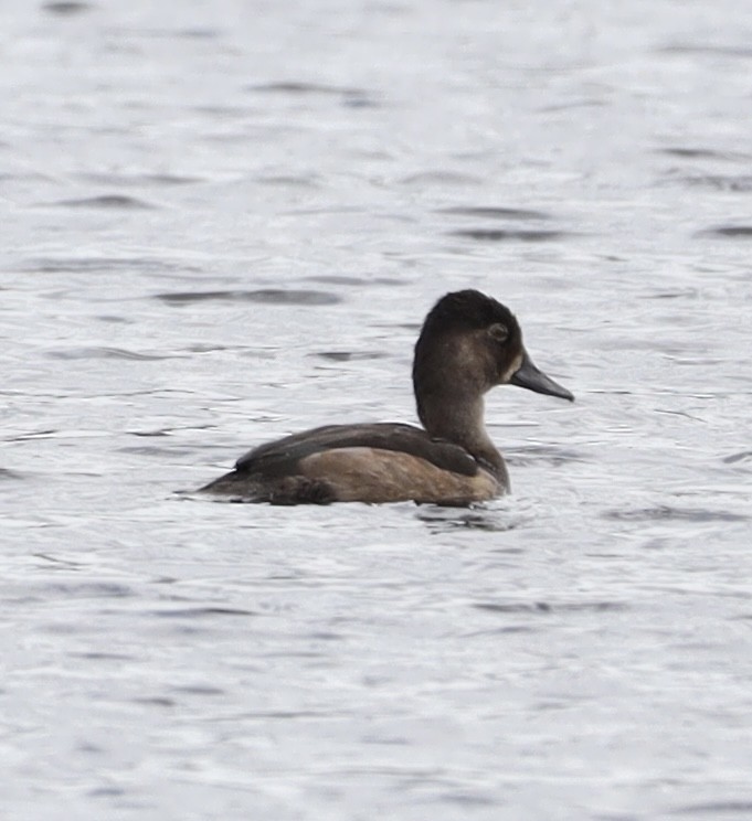 Ring-necked Duck - ML622302464