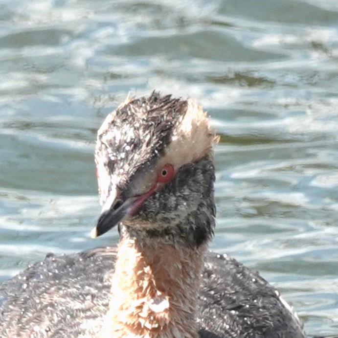 Horned Grebe - ML622302494