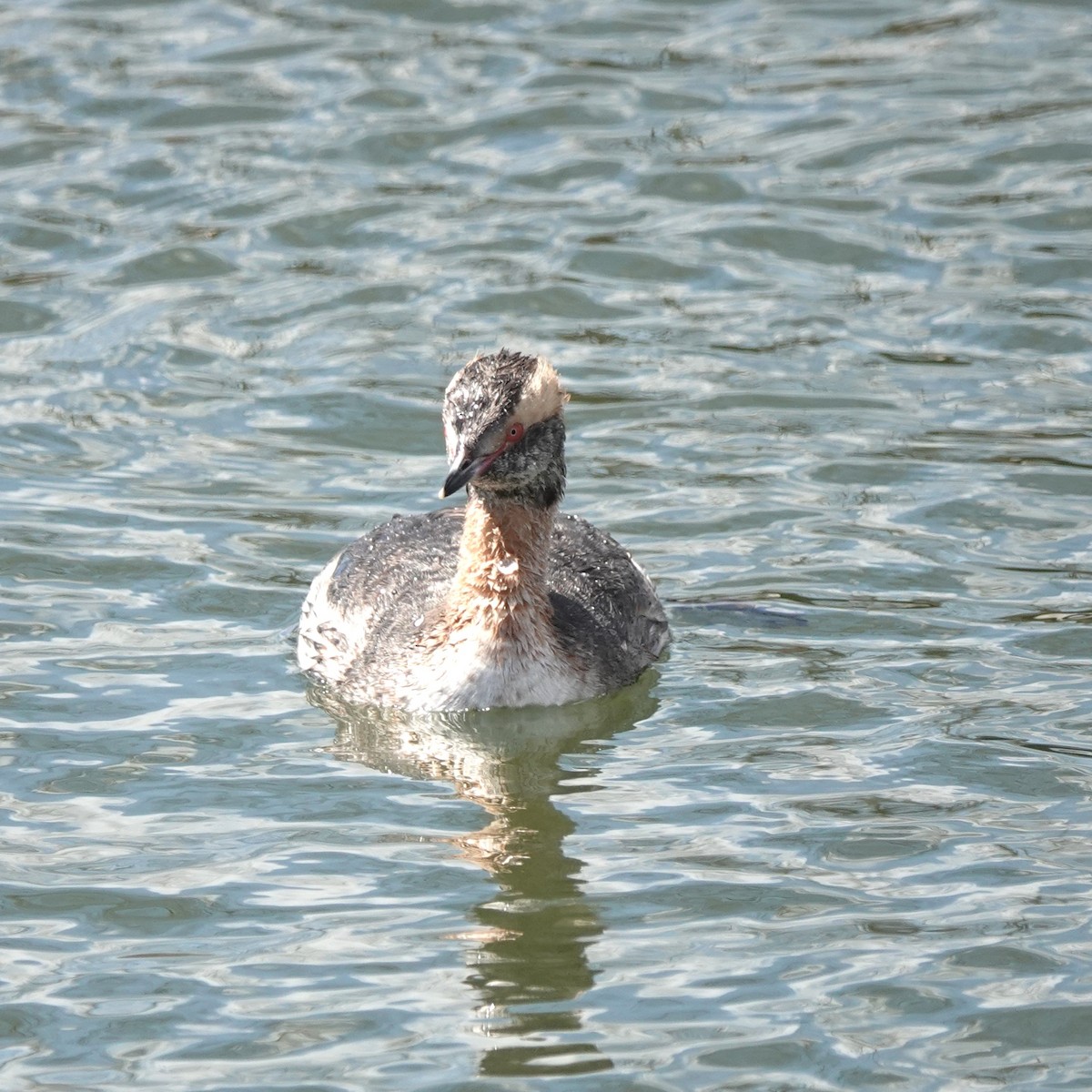 Horned Grebe - ML622302499