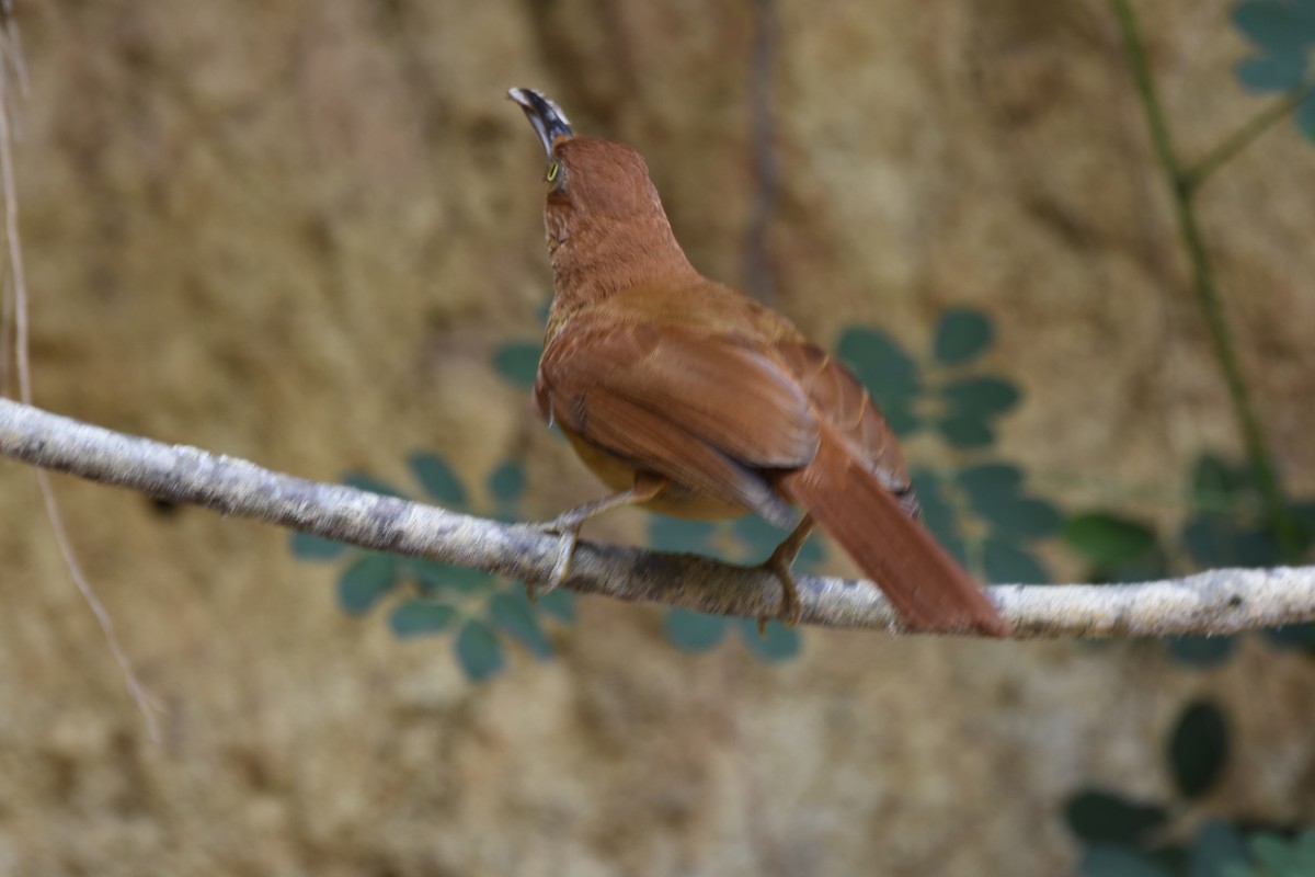 Chestnut-capped Foliage-gleaner - ML622302511