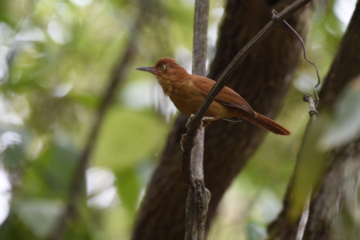 Chestnut-capped Foliage-gleaner - ML622302512