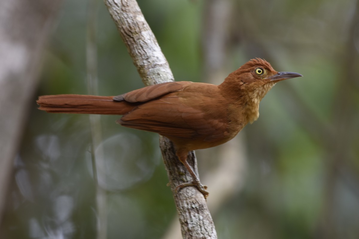 Chestnut-capped Foliage-gleaner - ML622302513