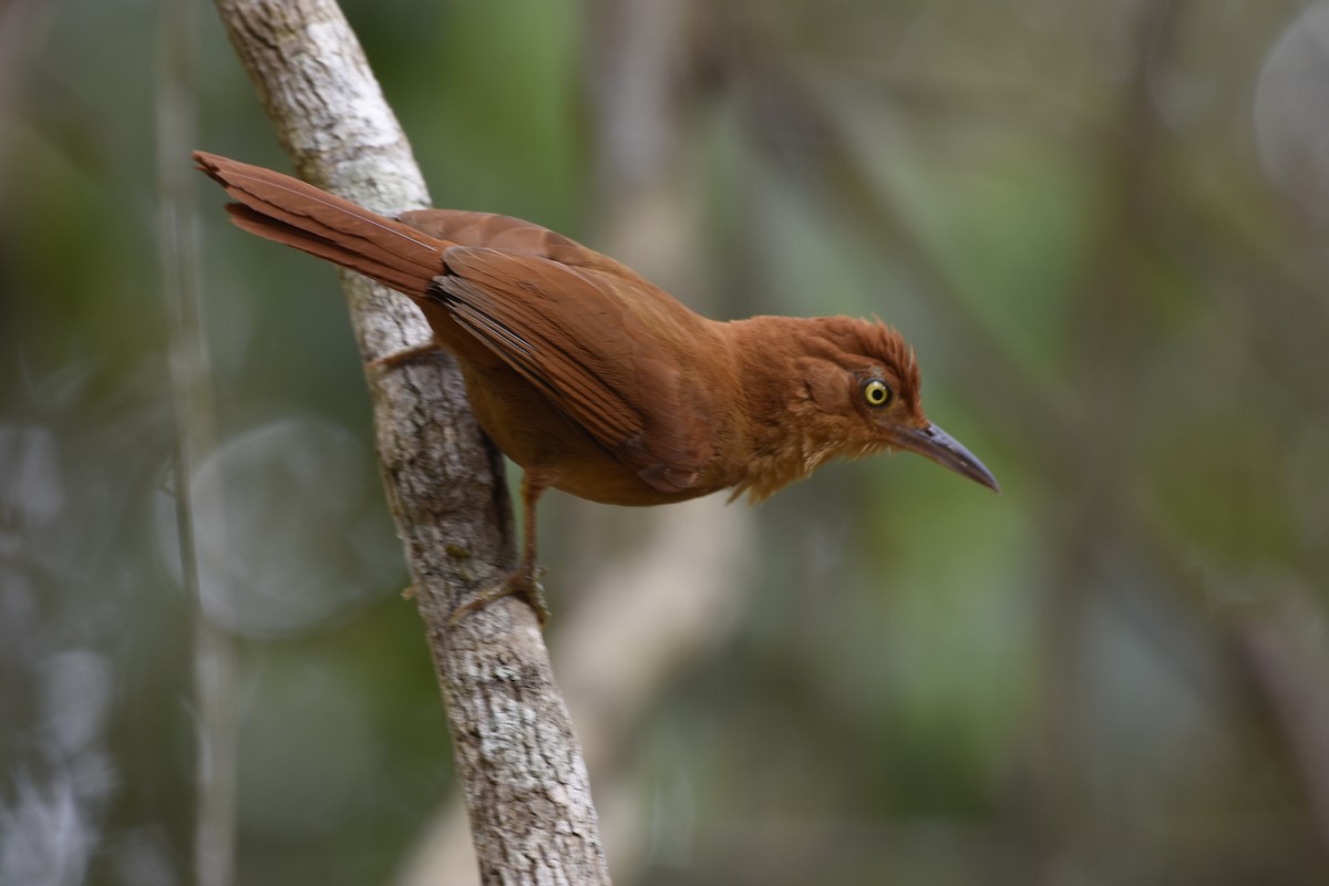 Chestnut-capped Foliage-gleaner - Giusepe Donato