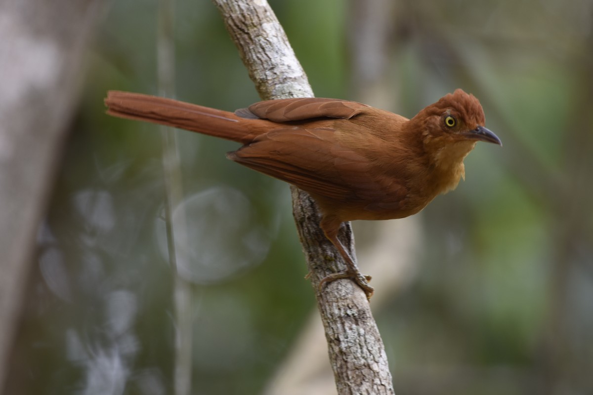 Chestnut-capped Foliage-gleaner - ML622302515