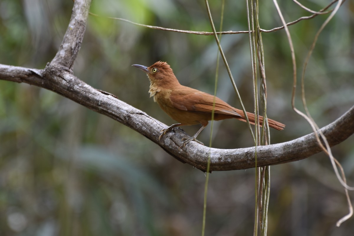 Chestnut-capped Foliage-gleaner - ML622302517