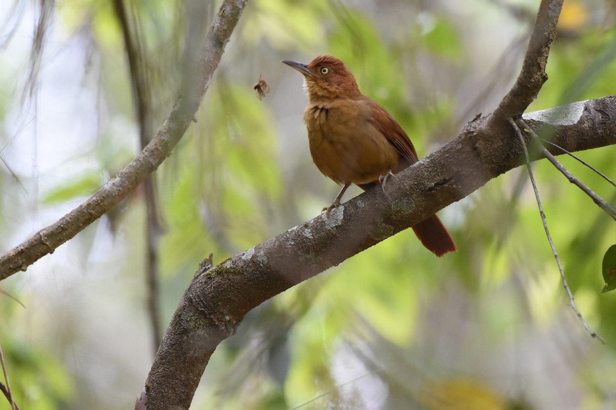 Chestnut-capped Foliage-gleaner - ML622302518