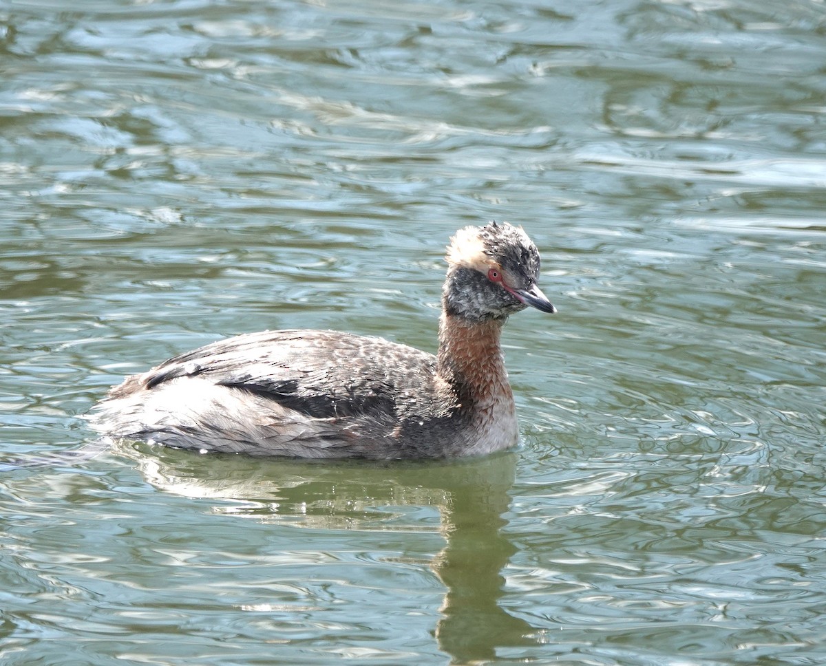 Horned Grebe - ML622302521