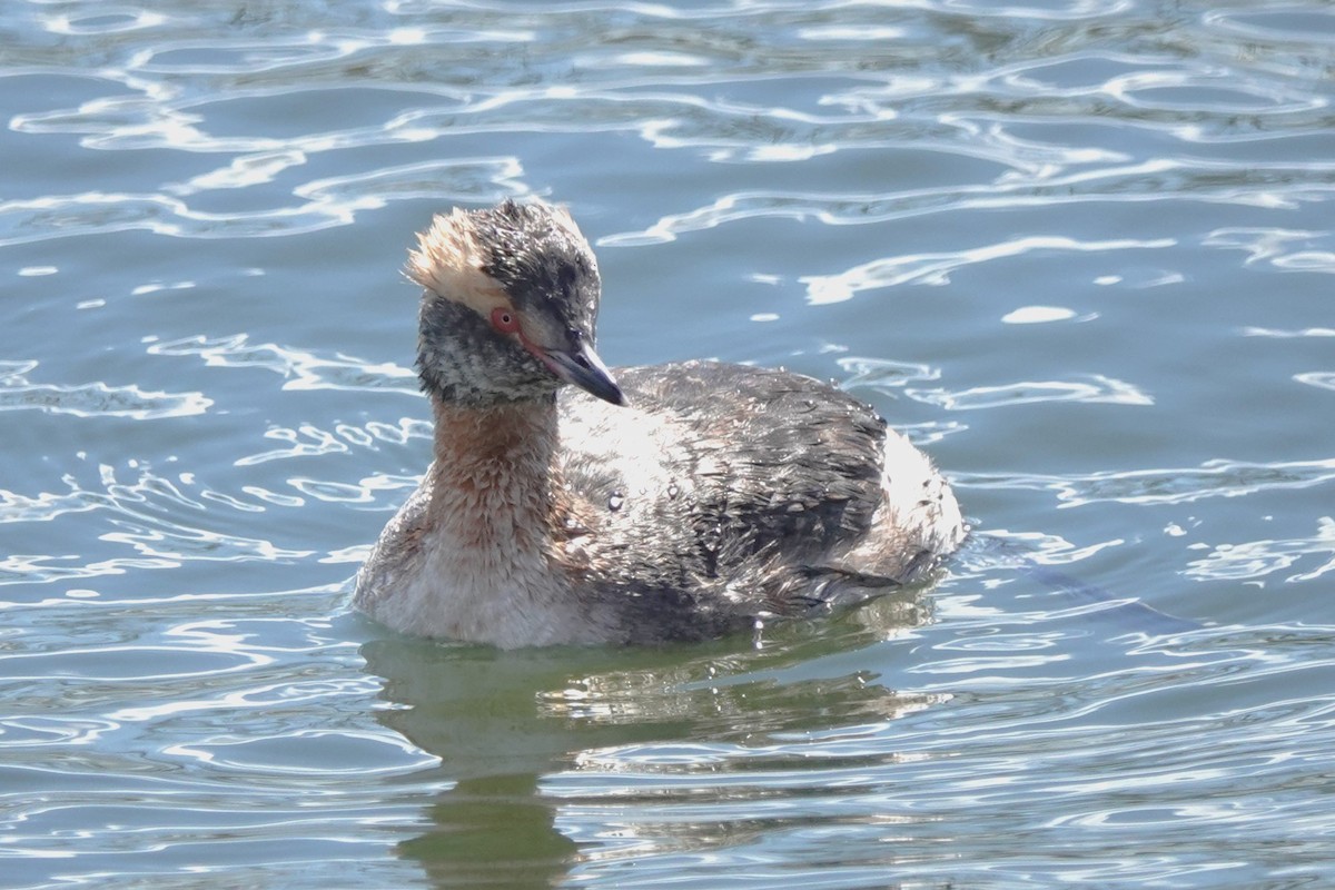 Horned Grebe - ML622302530