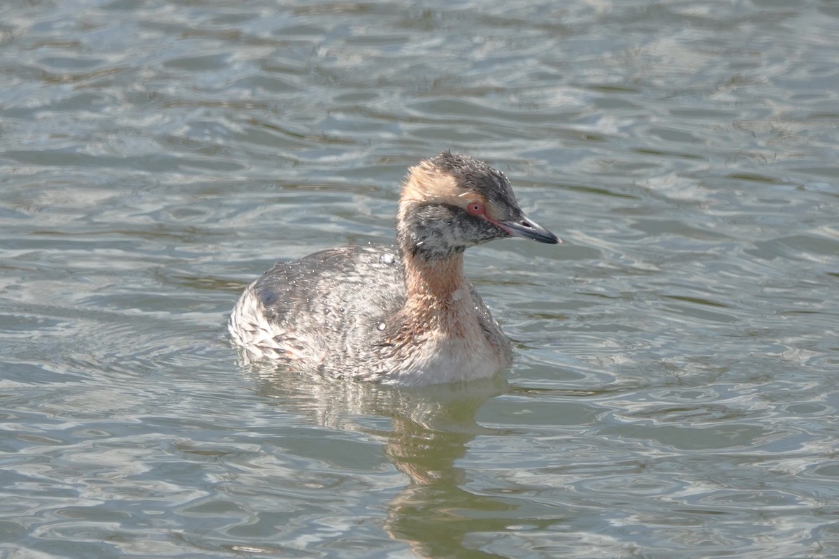 Horned Grebe - ML622302535