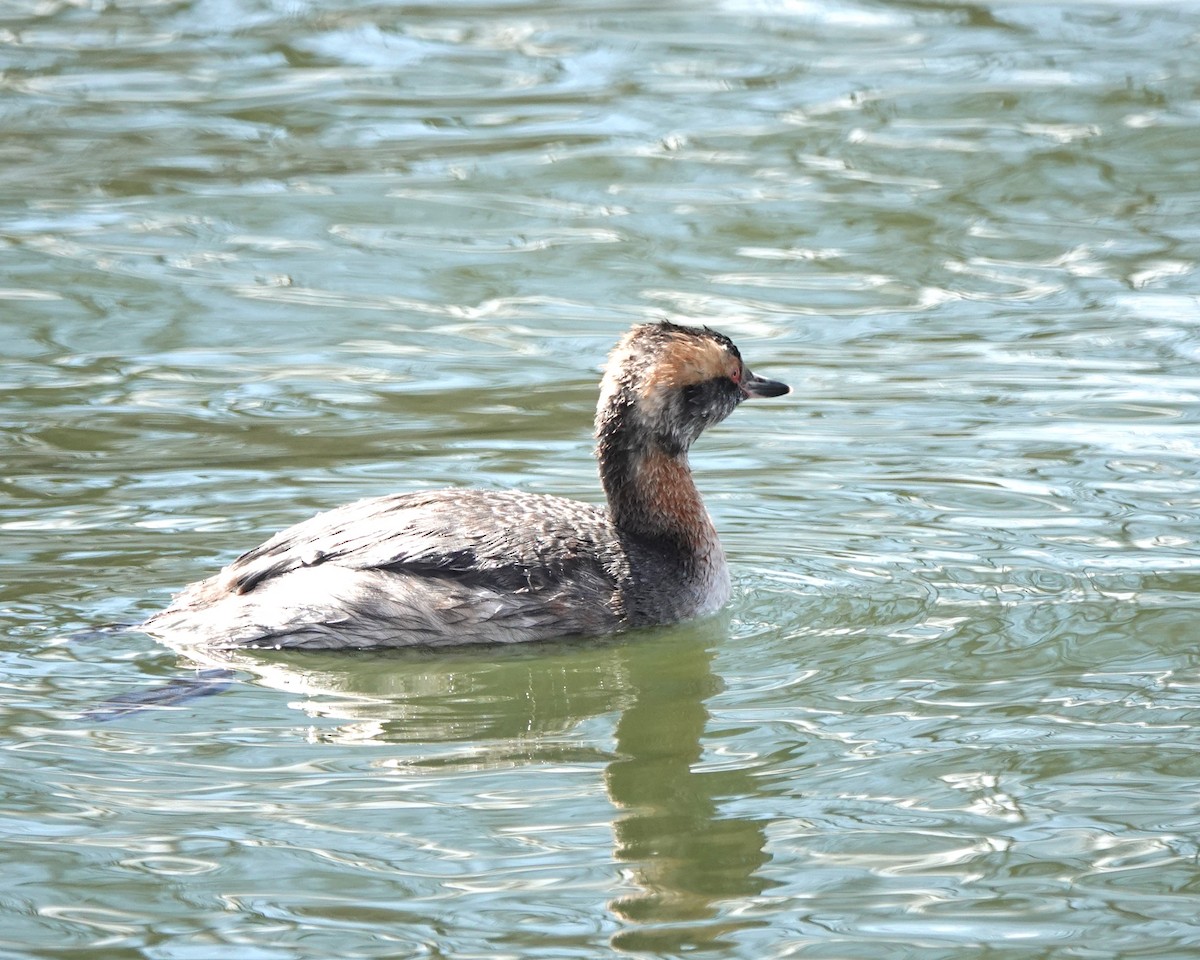 Horned Grebe - ML622302599