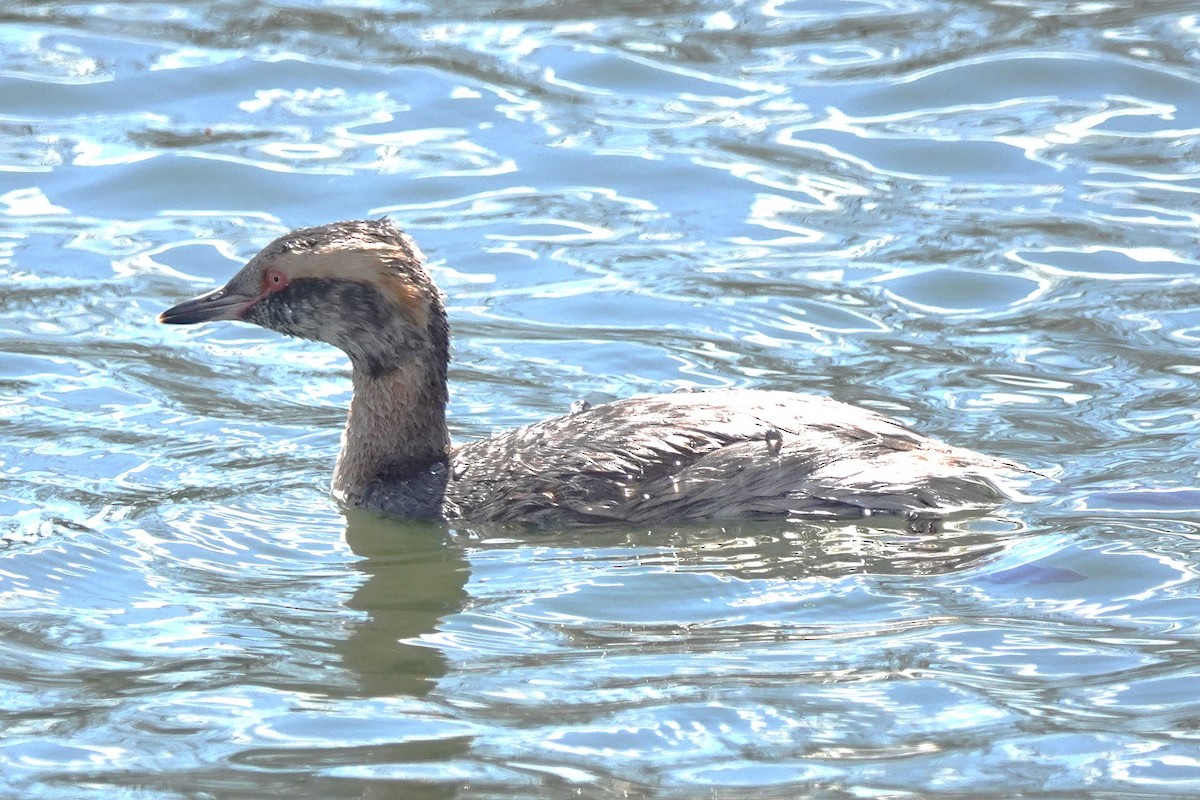 Horned Grebe - ML622302606