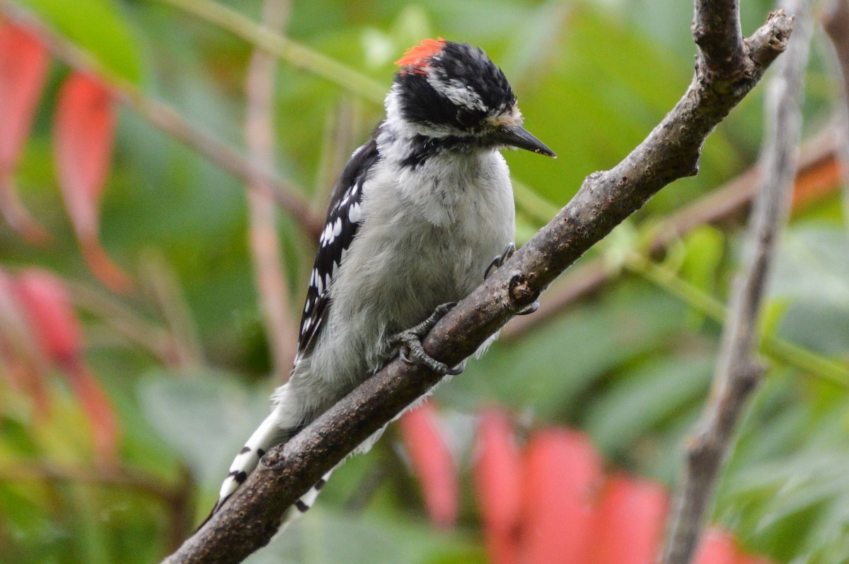 Downy Woodpecker - ML622302656