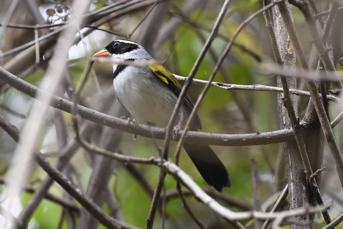 Saffron-billed Sparrow (Saffron-billed) - ML622302705