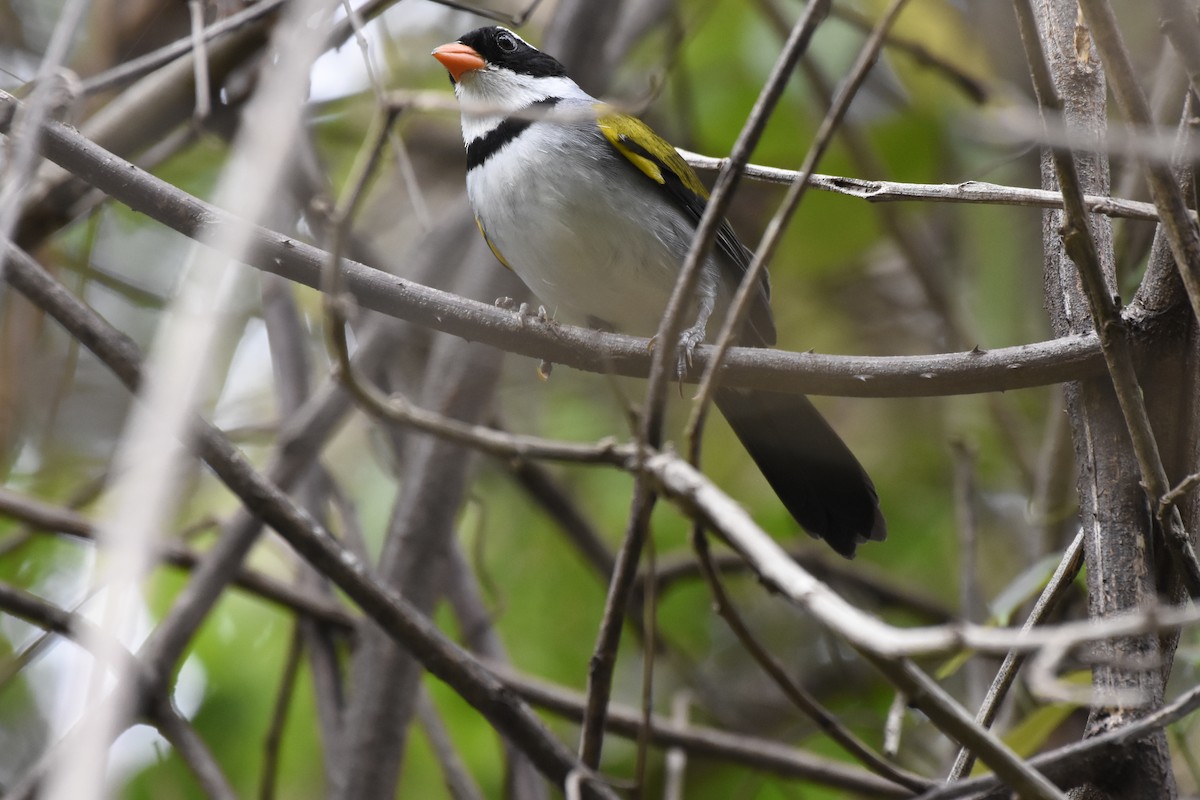 Saffron-billed Sparrow (Saffron-billed) - ML622302706