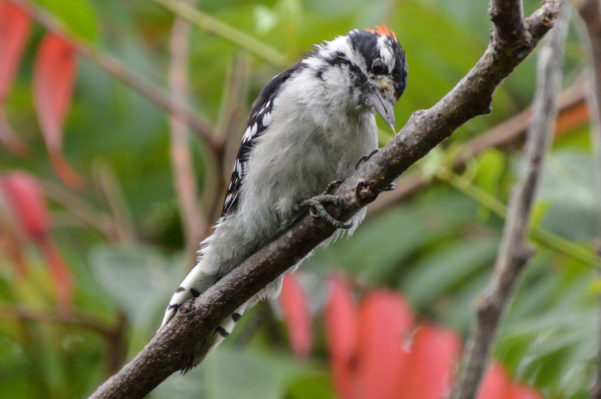 Downy Woodpecker - ML622302790