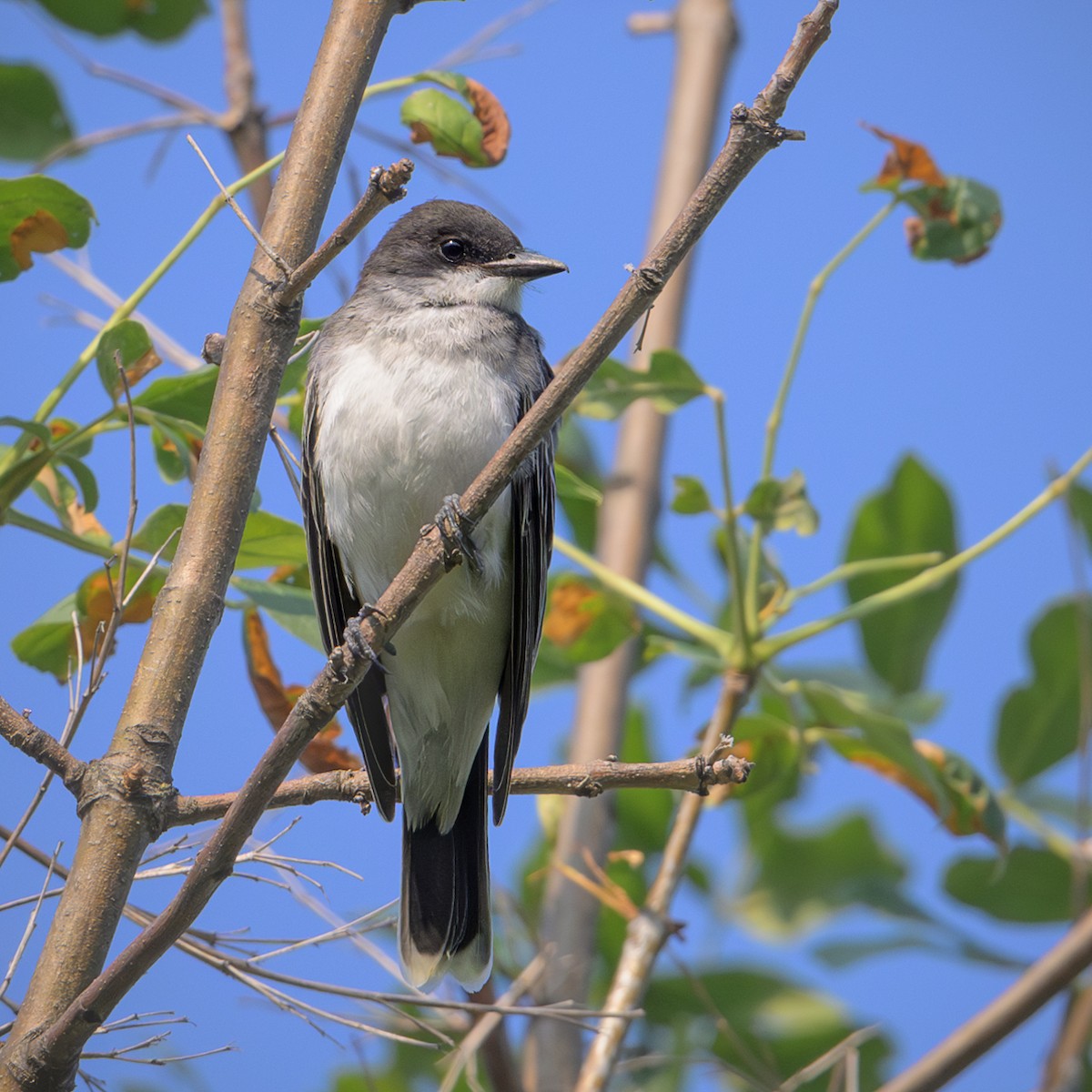 Eastern Kingbird - ML622302806