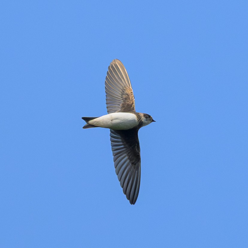 Bank Swallow - ML622302826