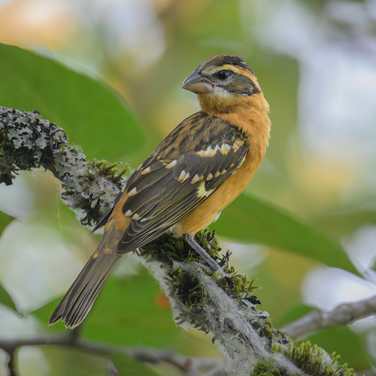 Black-headed Grosbeak - ML622302837